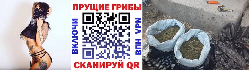 цены   Шацк  Галлюциногенные грибы MAGIC MUSHROOMS 